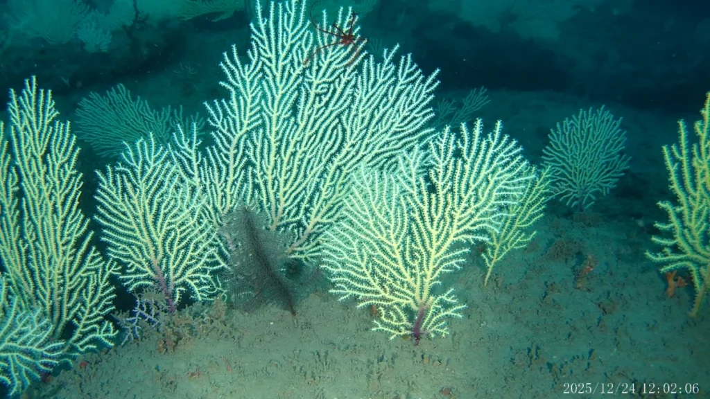 deep-sea-coral-reef-rediscovered-off-the-coast-of-benin-challenges-decades-of-scientific-assumptions-and-highlights-marine-biodiversity-in-west-africa