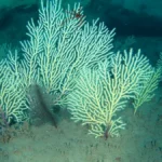 deep-sea-coral-reef-rediscovered-off-the-coast-of-benin-challenges-decades-of-scientific-assumptions-and-highlights-marine-biodiversity-in-west-africa