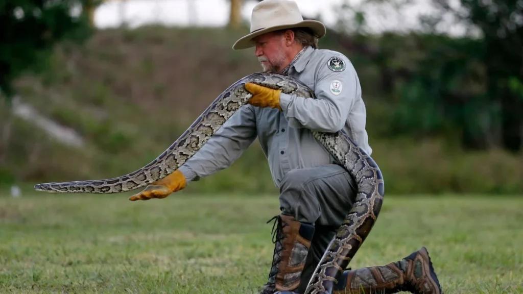 florida-everglades-python-challenge-kicks-off-as-hunters-compete-for-cash-prizes-and-ecological-restoration