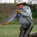florida-everglades-python-challenge-kicks-off-as-hunters-compete-for-cash-prizes-and-ecological-restoration