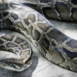 A 12-foot (3.65m) Burmese python that wa