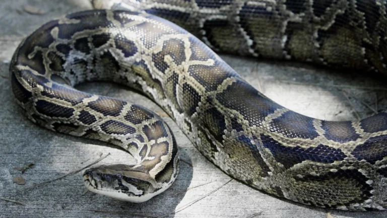 A 12-foot (3.65m) Burmese python that wa