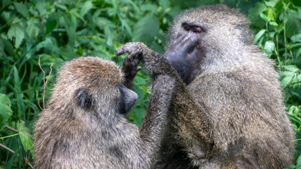 Pair of Olive Baboons (Papio Anubis) in Serengeti