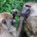 Pair of Olive Baboons (Papio Anubis) in Serengeti