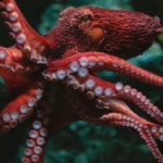 how-to-weigh-an-octopus-the-science-of-cephalopod-care-at-the-aquarium-of-the-pacific