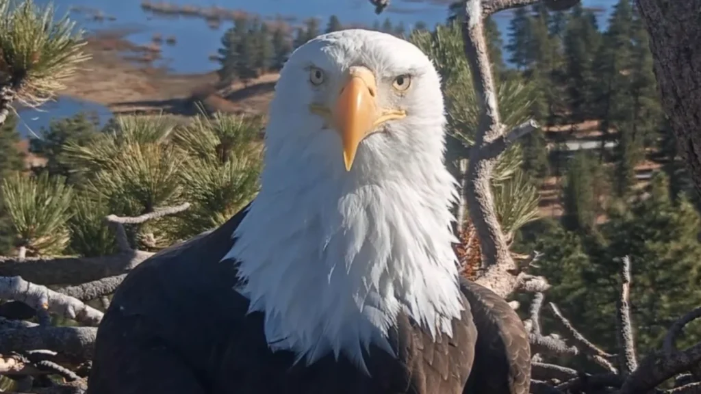 jackies-rescue-and-the-uncertain-future-of-big-bears-bald-eagle-dynasty