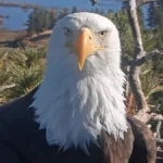 jackies-rescue-and-the-uncertain-future-of-big-bears-bald-eagle-dynasty