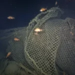 quest-for-history-first-images-reveal-the-final-resting-place-of-ernest-shackletons-last-expedition-ship