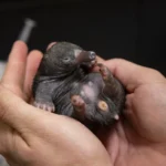 rare-echidna-twins-at-san-diego-zoo-safari-park-signal-scientific-breakthrough-in-monotreme-conservation-and-care