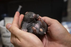 rare-echidna-twins-at-san-diego-zoo-safari-park-signal-scientific-breakthrough-in-monotreme-conservation-and-care