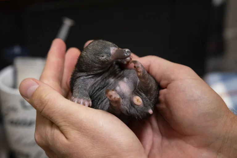 rare-echidna-twins-at-san-diego-zoo-safari-park-signal-scientific-breakthrough-in-monotreme-conservation-and-care