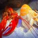 rare-orange-lobster-luigi-successfully-molts-at-new-york-aquarium-highlighting-biological-marvels-and-genetic-rarity