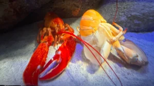 rare-orange-lobster-luigi-successfully-molts-at-new-york-aquarium-highlighting-biological-marvels-and-genetic-rarity