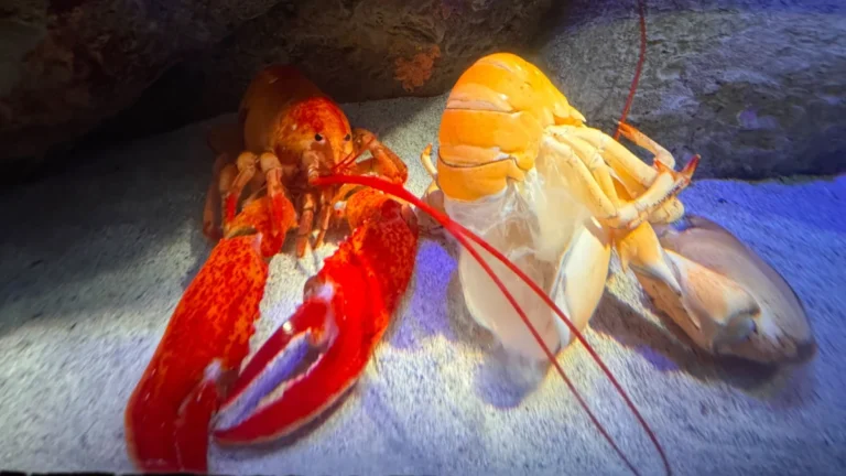rare-orange-lobster-luigi-successfully-molts-at-new-york-aquarium-highlighting-biological-marvels-and-genetic-rarity