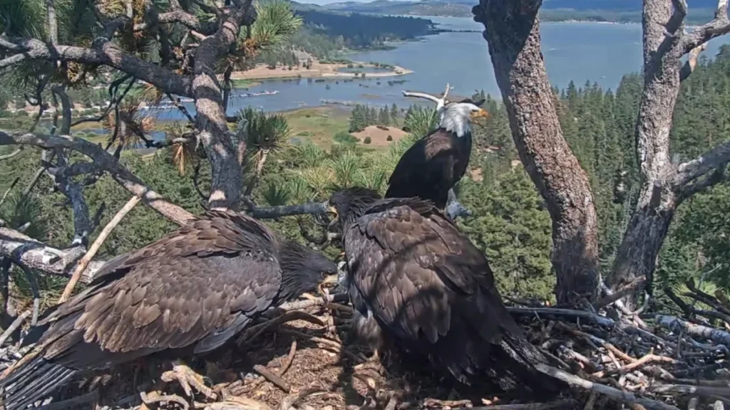 shadow-the-bald-eagle-maintains-big-bear-nest-as-partner-jackie-battles-critical-injuries-at-ojai-raptor-center