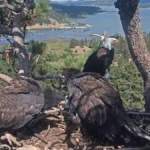 shadow-the-bald-eagle-maintains-big-bear-nest-as-partner-jackie-battles-critical-injuries-at-ojai-raptor-center