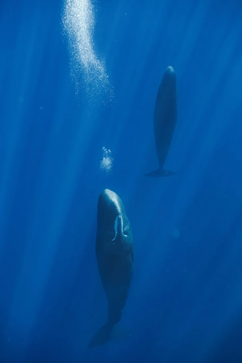 sperm-whales-use-precision-bubble-blowing-to-regulate-buoyancy-and-maintain-vertical-orientation-during-sleep