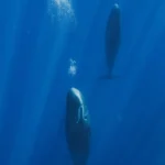 sperm-whales-use-precision-bubble-blowing-to-regulate-buoyancy-and-maintain-vertical-orientation-during-sleep