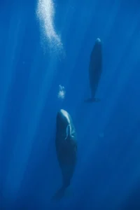 sperm-whales-use-precision-bubble-blowing-to-regulate-buoyancy-and-maintain-vertical-orientation-during-sleep