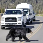 Yellowstone: America's First National Park