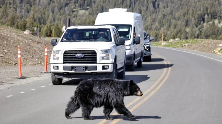 Yellowstone: America's First National Park