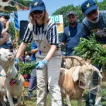 the-great-goat-graze-off-returns-to-new-york-city-as-mallomar-defends-professional-eating-title-in-riverside-park