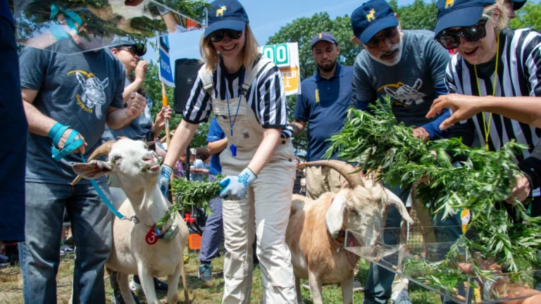 the-great-goat-graze-off-returns-to-new-york-city-as-mallomar-defends-professional-eating-title-in-riverside-park