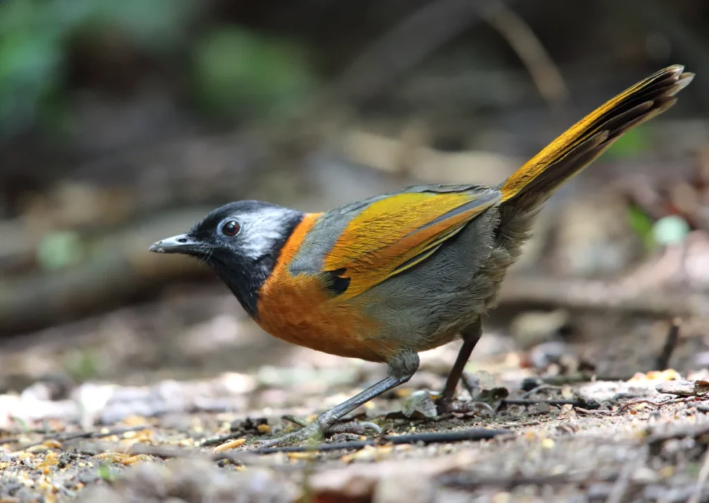 the-price-of-beauty-how-radiant-plumage-increases-extinction-risk-for-global-songbirds