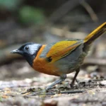 the-price-of-beauty-how-radiant-plumage-increases-extinction-risk-for-global-songbirds