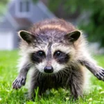 the-science-of-jimothy-seattles-viral-raccoon-and-the-reality-of-short-spine-syndrome