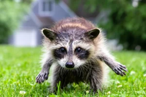 the-science-of-jimothy-seattles-viral-raccoon-and-the-reality-of-short-spine-syndrome