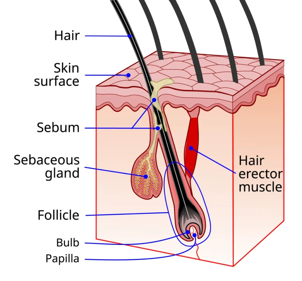 the-science-of-seasonal-hair-growth-and-the-reality-of-summer-sun-on-follicular-development