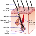 the-science-of-seasonal-hair-growth-and-the-reality-of-summer-sun-on-follicular-development