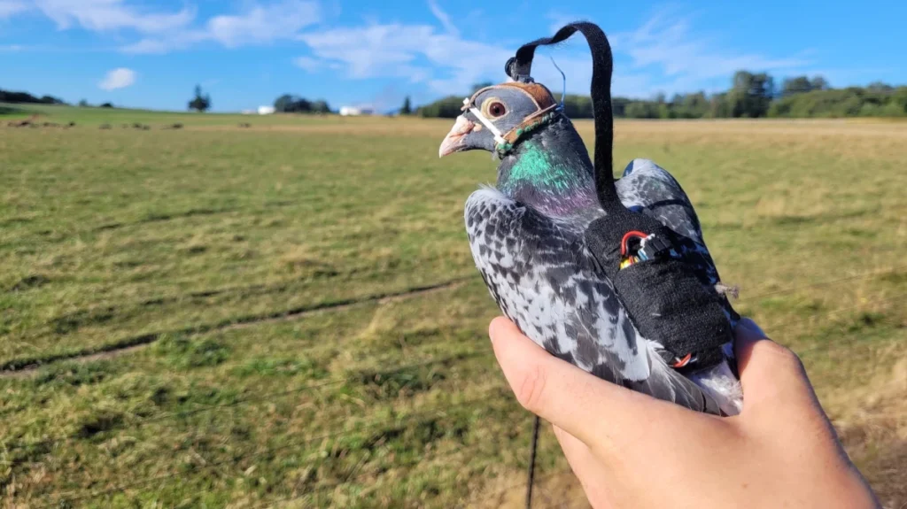 why-researchers-gave-pigeons-tiny-backpacks