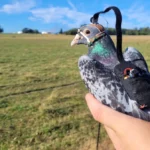 why-researchers-gave-pigeons-tiny-backpacks