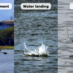 albatross-the-multi-form-bio-inspired-robot-that-drops-from-the-sky-to-monitor-the-ocean