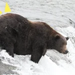 bear-151-walker-enters-the-2026-fat-bear-week-spotlight-amid-heightened-competition-at-katmai-national-park
