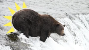 bear-151-walker-enters-the-2026-fat-bear-week-spotlight-amid-heightened-competition-at-katmai-national-park