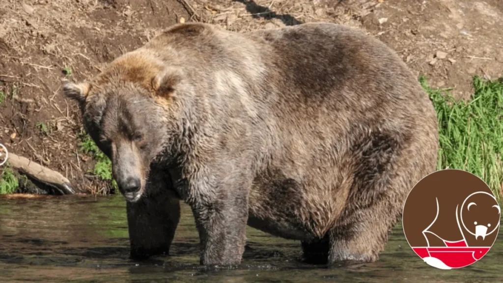 beyond-the-brackets-how-fat-bear-week-mobilizes-global-conservation-for-alaskas-wilderness