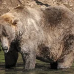 beyond-the-brackets-how-fat-bear-week-mobilizes-global-conservation-for-alaskas-wilderness