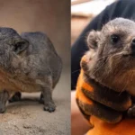 chester-zoo-welcomes-three-miniature-chaos-potatoes-with-surprising-evolutionary-ties-to-elephants
