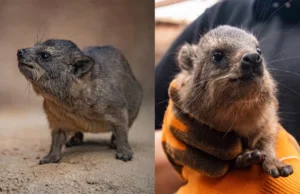 chester-zoo-welcomes-three-miniature-chaos-potatoes-with-surprising-evolutionary-ties-to-elephants