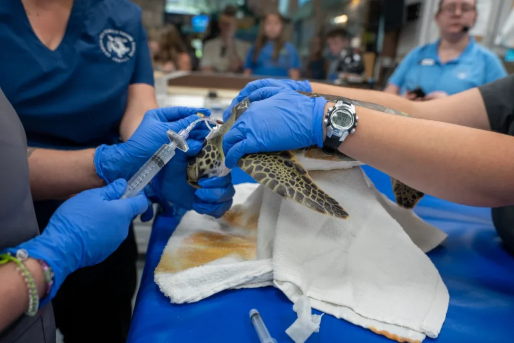 custom-3d-printed-harness-and-stem-cell-therapy-help-injured-sea-turtle-swim-again-at-georgia-sea-turtle-center