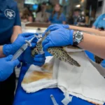 custom-3d-printed-harness-and-stem-cell-therapy-help-injured-sea-turtle-swim-again-at-georgia-sea-turtle-center