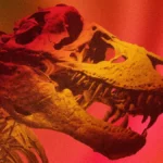 decoding-the-tyrant-king-new-chemical-analysis-reveals-t-rex-was-warm-blooded-at-97-degrees-fahrenheit