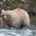fat-bear-week-2025-champion-chunk-returns-to-alaska-cams-ahead-of-2026-competition