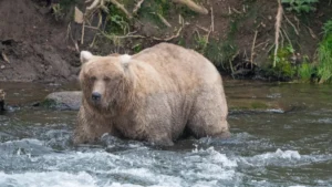 fat-bear-week-2025-champion-chunk-returns-to-alaska-cams-ahead-of-2026-competition
