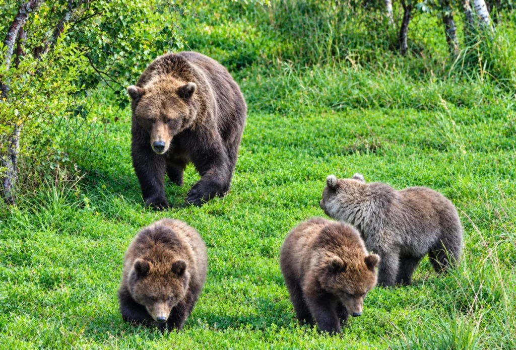 fat-bear-week-2026-inside-bear-132s-remarkable-journey-and-katmais-wildest-season-yet