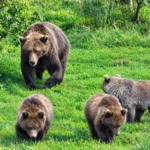 fat-bear-week-2026-inside-bear-132s-remarkable-journey-and-katmais-wildest-season-yet
