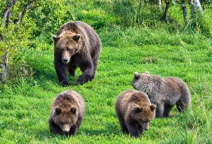 fat-bear-week-2026-inside-bear-132s-remarkable-journey-and-katmais-wildest-season-yet